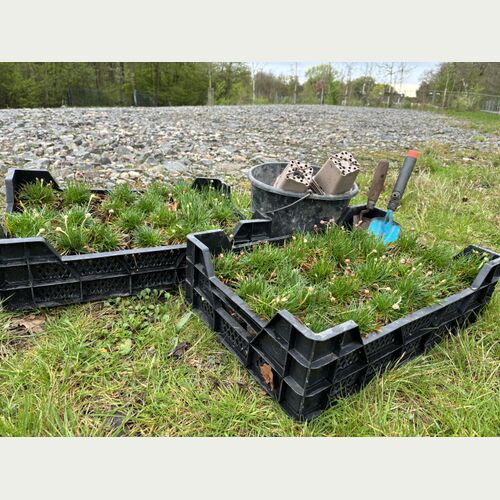 Alles ist bereit zum Pflanzen: 48 Grasnelken haben im Wilhelmsburger Inselpark einen neuen Lebenraum gefunden